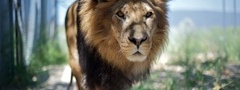лев, животное, зверь, царь, смотрит, идёт