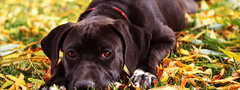 Собака, глаза, листья