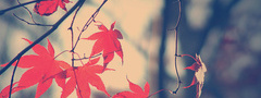 природа, осень, клен, листья, ветки
