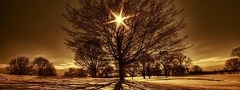 дерево, свет, зима