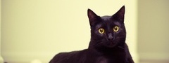 черный, кот, мордочка, глаза
