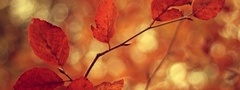 осень, ветки, ветви, листья, блики, боке, размытость
