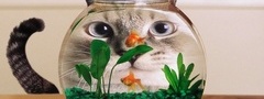 котик, любопытный, аквариум