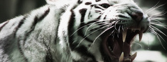 тигр, белый, клыки