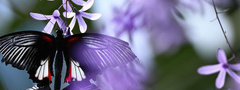 бабочка, фиолетовый, цветок