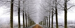 дорога, первый, день, зимы, деревья, снег