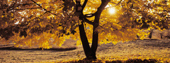 природа, дерево, клен, ветви, листья, осень, солнце, лучи