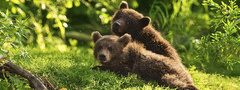 медведи, двое, трава, зелень, мошки