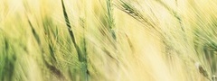 колосья, пшеница, поле