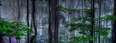 природа, лес, туман, мистика
