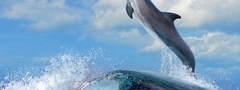 Дельфин, океан, волна