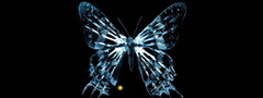 бабочка, крылья, рентген