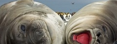 тюлени, удовольствие, лежат