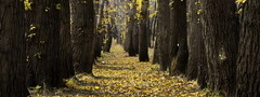 парк, деревья, листья, осень