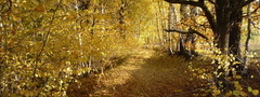 лес, осень, природа