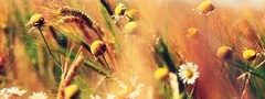 поле, цветы, ромашки, колос