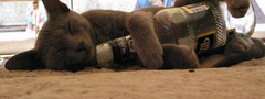 кот, бутылка, спит
