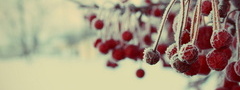 зимние, ягоды, зима, снег