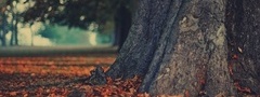осень, листья, ствол, дерево