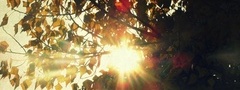 Дерево, солнце, осень