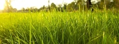 трава, макро, зелень