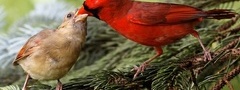 Красная птаха, кормит, птенца