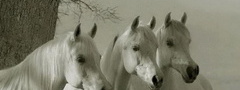 кони, лошади, три