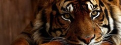 Тигр, взгляд, лапы