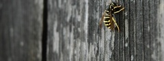 пчела, доски, стена