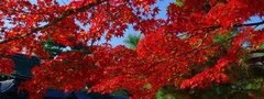 клен, листья, красный, япония