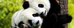 панда, животное, нежно, красиво