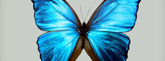 Бабочка, цвета, природы