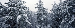ели, зима, лес, снег