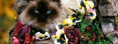 кошка, сиамская, голубоглазая, цветы, корзинка