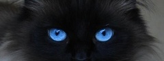 кошка, голубые глаза, взгляд