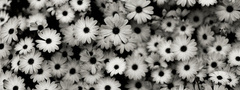 черно-белые, цветы, природа