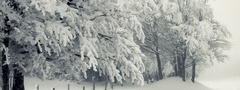 Лес, зима, снег, забор