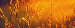 пшеница, колос, поле, свет, ярко, солнце