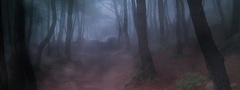 лес, туман, тропа, деревья, мрак