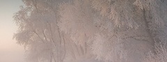 Туман, инеем, покрытые деревья