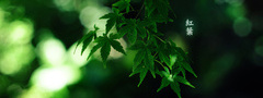 иероглиф, листья, зеленый фон