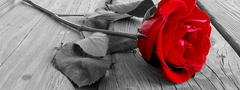 красная, роза, эмблема, любви