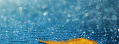 Капли, дождя, желтый лист
