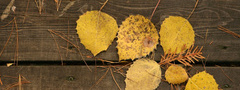 листья, желтые, доски, осень, иглы сосновые, прожилки