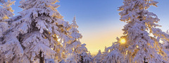 Зима, лес, солнца золотого свет