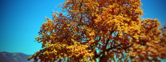 Дерево, крона, осень