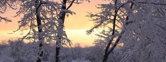 зима, снег, красивый, рассвет, в лесу