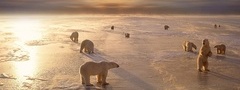 белые, медведи, белый медведь, лед, антарктида
