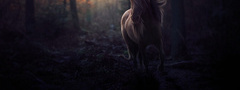 Конь, лес, вечер