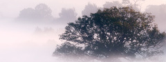 Утро, туман, дерево